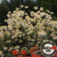 Rhododendron (Azalea) 'Toucan'